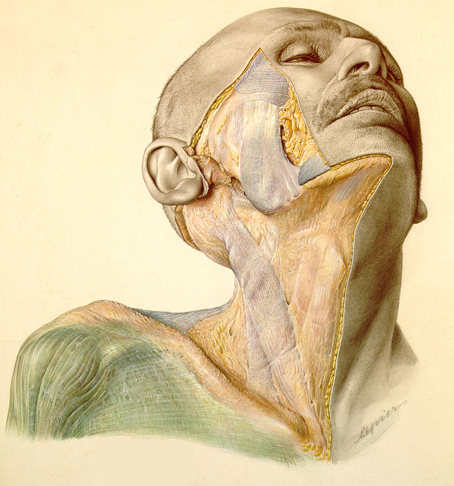 Nazi Anatomical Atlas--Pernkopf